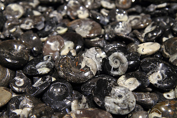 Image showing amonite mineral background