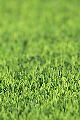 Image showing plastic green grass background
