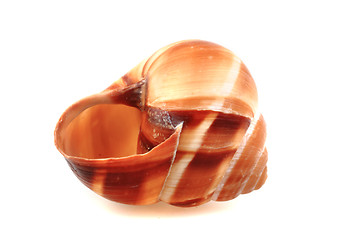 Image showing snail shell isolated