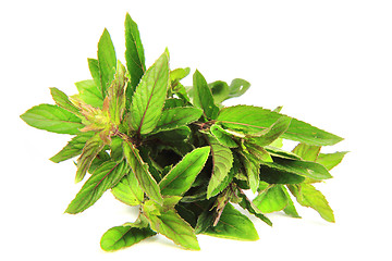 Image showing green mint isolated