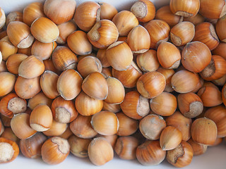 Image showing Hazelnut fruit