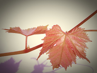 Image showing Retro look Vine picture