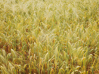 Image showing Retro look Barleycorn field