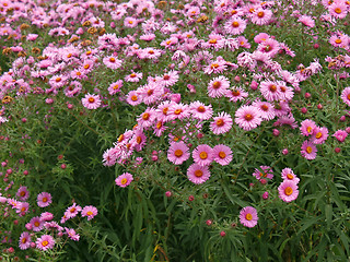 Image showing Chrysanthemums on flowerbed