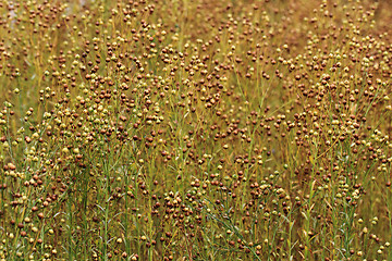 Image showing flax plant background