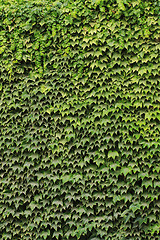 Image showing green leaves wall