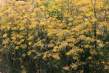 Image showing dill flowers