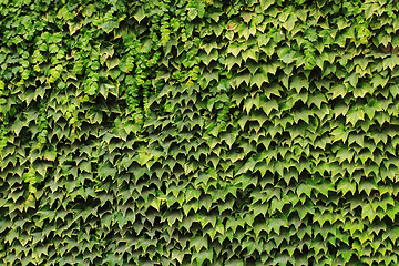 Image showing green leaves wall