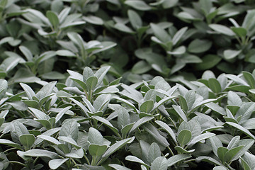 Image showing salvia plant background
