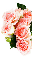 Image showing Cream Pink Roses