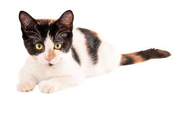 Image showing Adorable calico kitten laying on white background