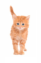 Image showing Sad looking ginger kitten with a white background