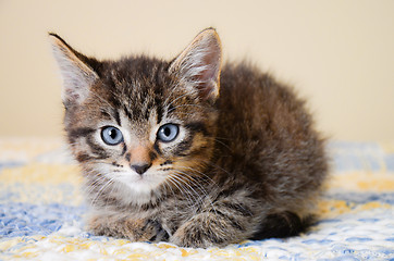 Image showing Adorable Tabby Kitten on Blue and Yellow Quilt