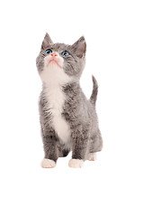 Image showing Adorable grey and white kitten looking up