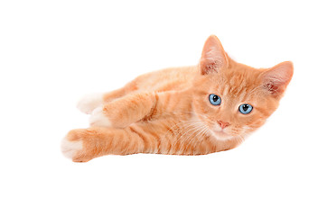 Image showing Ginger kitten laying on a white background