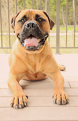 Image showing Bullmastiff dog laying on a patio