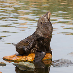 Image showing South American sea lion