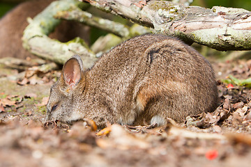 Image showing Sleeping parma wallaby