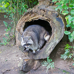 Image showing Adult raccoon at his nest