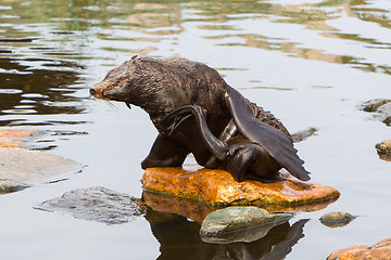 Image showing South American sea lion