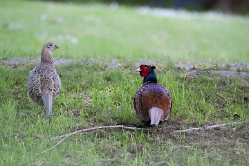 Image showing pheasants