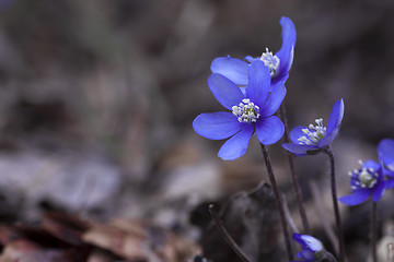 Image showing hepatica nobilis