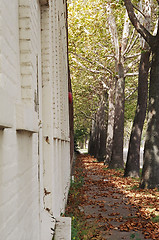 Image showing trees edging the walk