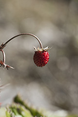 Image showing wild strawberry