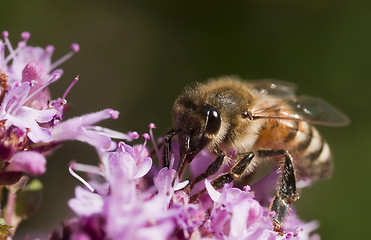 Image showing bee pollinating purple flower