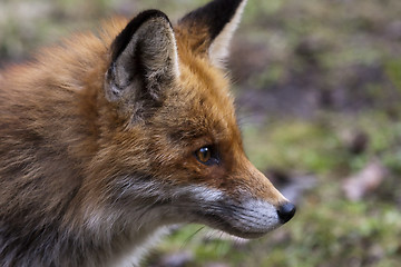 Image showing european red fox