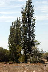 Image showing pyramidic poplar