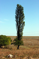 Image showing pyramidic poplar