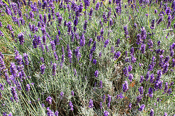 Image showing Field of lavender