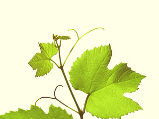 Image showing Retro look Vine picture