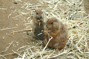 Image showing Prairie dogs