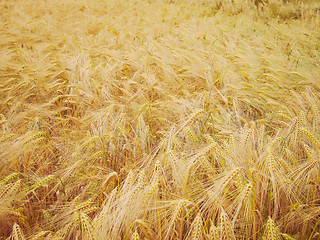 Image showing Retro look Barleycorn field