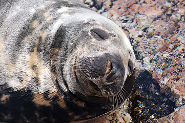 Image showing Seal (Pinnipeds, often generalized as seals)