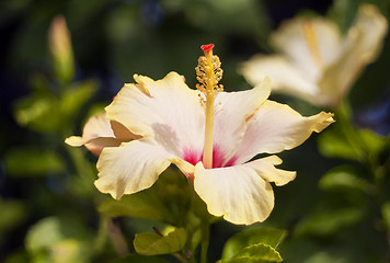 Image showing Yellow hibiscus