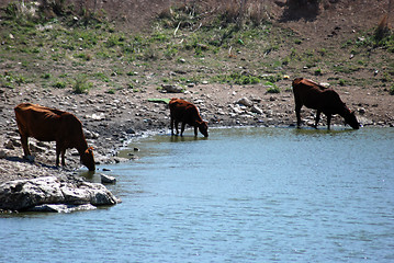 Image showing lake Springs