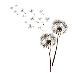 Image showing dandelions