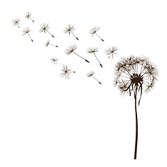 Image showing dandelions