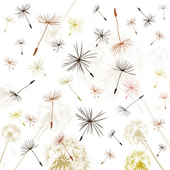 Image showing dandelions