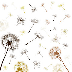 Image showing dandelions