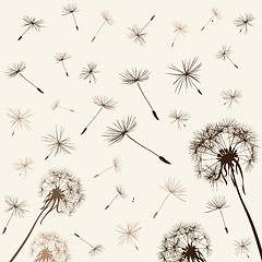 Image showing dandelions