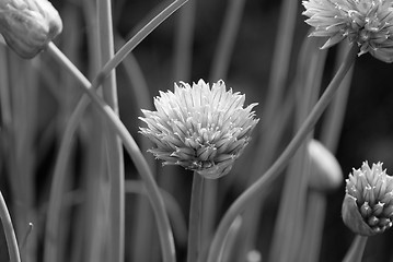 Image showing Closeup of a chive flower head