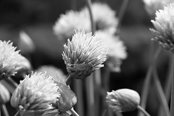 Image showing Chive flowers opening