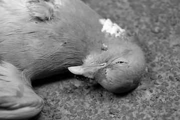 Image showing Closeup of dead wood pigeon on the road