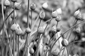 Image showing Closed chive flower buds