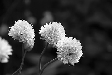 Image showing Three delicate blooms on a chive plant