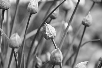 Image showing Closed chive flower buds